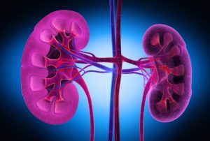 apparato urinario e differenza tra minzione e diuresi