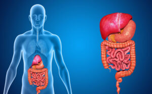 apparato digerente con organi e funzioni della digestione