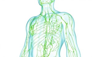 sistema linfatico con linfa, linfonodi e difesa immunitaria del corpo