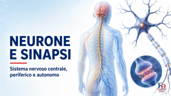 Neurone e sistema nervoso per OSS