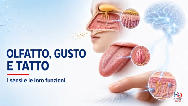 Olfatto, gusto e tatto nel corpo umano