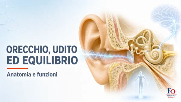 Anatomia dell’orecchio e sistema dell’equilibrio